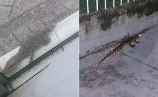 Imagem ilustrativa da imagem Em menos de 10 horas, dois jacarés são resgatados na Grande Vitória