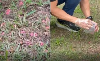 Imagem ilustrativa da imagem Exames concluem que material encontrado em ruas da Mata da Praia é venenoso