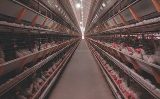 Imagem ilustrativa da imagem Fábrica de ração recebeu R$ 30 milhões em investimentos em Santa Maria de Jetibá