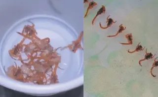 Imagem ilustrativa da imagem Família encontra mais de 50 escorpiões dentro de casa