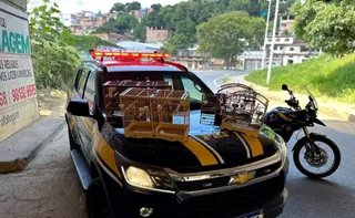 Imagem ilustrativa da imagem Fiscalização na BR-101 em Cariacica resgata animais silvestres