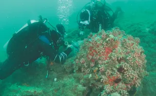 Imagem ilustrativa da imagem Força-tarefa para conter coral invasor em Guarapari