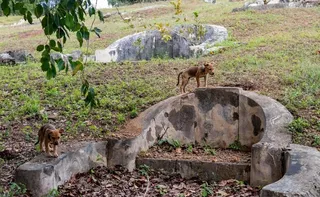 Imagem ilustrativa da imagem Governo de SP autoriza cães e gatos serem sepultados em jazigos familiares