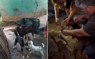 Imagem ilustrativa da imagem Homem é detido após nove cães serem encontrados em situação de maus-tratos no ES