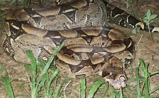 Imagem ilustrativa da imagem Jiboia de cerca de 20 quilos é resgatada às margens de córrego em Alegre