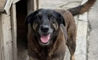 Imagem ilustrativa da imagem Justiça autoriza e corpo de cão Orelha é exumado