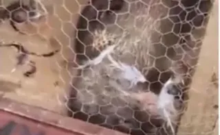 Imagem ilustrativa da imagem Lontra “invade” quintal, mata galinhas e mobiliza resgate no ES