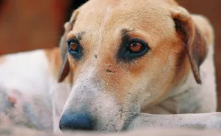 Imagem ilustrativa da imagem Mais de 600 são investigados por maltratar animais no Espírito Santo