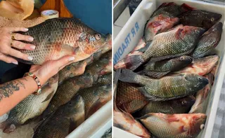 Imagem ilustrativa da imagem Mais tilápia por menor preço a partir desta quarta-feira na Grande Vitória