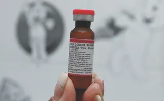 Imagem ilustrativa da imagem Médicos explicam risco de surto de sarampo