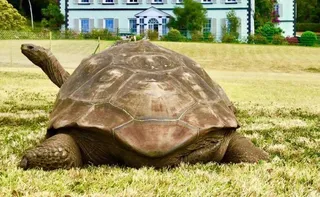 Imagem ilustrativa da imagem Morre aos 193 anos Jonathan, o animal terrestre mais velho do mundo