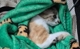 Imagem ilustrativa da imagem Mulher é presa após arremessar gata do 12º andar de prédio em Curitiba