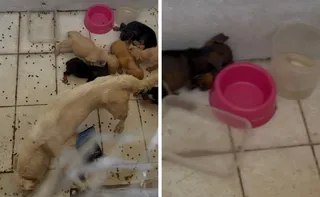 Imagem ilustrativa da imagem Mulher é presa por suspeita de maus-tratos a filhotes em Vila Velha