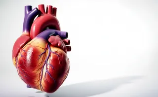 Imagem ilustrativa da imagem O mapa elétrico do coração