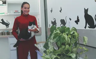 Imagem ilustrativa da imagem O que fazer se seu pet ingerir plantas tóxicas