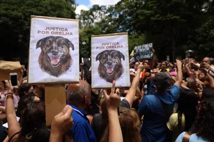 Imagem ilustrativa da imagem Orelha: MP aponta ‘lacunas’ em investigação e pede esclarecimentos à Policia Civil