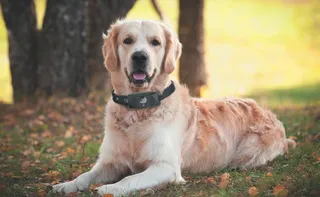 Imagem ilustrativa da imagem Paixão pelos bichos: corrida por Inteligência Artificial para entender os animais