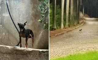 Imagem ilustrativa da imagem Pinscher que atravessou a Terceira Ponte é visto em Cariacica e segue desaparecido