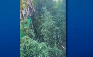 Imagem ilustrativa da imagem Plantação de maconha é encontrada dentro de casa em Aracruz