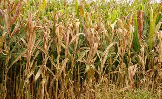 Imagem ilustrativa da imagem Praga do milho provoca prejuízo de R$ 33,6 bilhões por ano