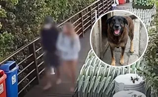 Imagem ilustrativa da imagem Saiba como adolescente responsável pela morte do cão Orelha foi identificado