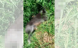 Imagem ilustrativa da imagem Seis cães são encontrados mortos com sinais de maus-tratos no Rio Grande do Sul