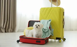 Imagem ilustrativa da imagem Senado aprova guarda compartilhada de animais de estimação em caso de divórcio