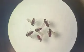 Imagem ilustrativa da imagem Subnotificados, casos de Oropouche atingem 2% da população brasileira