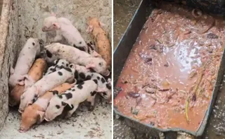 Imagem ilustrativa da imagem Suínos são resgatados em situação de maus-tratos em garagem de casa em Vila Velha