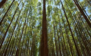 Imagem ilustrativa da imagem Suzano integra campanha global por metas ambientais até 2030