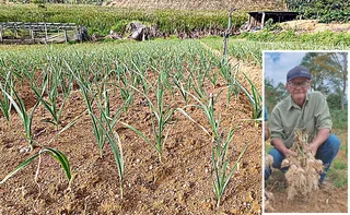 Imagem ilustrativa da imagem Tecnologias aumentam a produção de alho no Espírito Santo