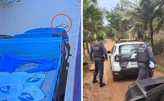 Imagem ilustrativa da imagem VÍDEO | Cadela é atropelada e caso vai parar na polícia no interior do ES