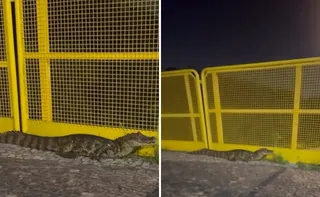 Imagem ilustrativa da imagem VÍDEO | Jacaré é flagrado 'dando passeio' em Jardim Camburi