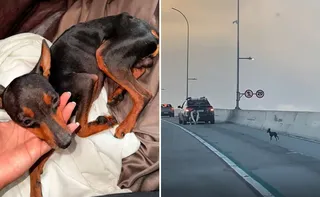 Imagem ilustrativa da imagem VÍDEO | Pinscher atravessa a Terceira Ponte e é procurado por família em Vitória