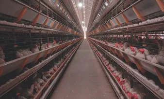 Imagem ilustrativa da imagem Fábrica de ração recebeu R$ 30 milhões em investimentos em Santa Maria de Jetibá