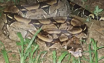 Imagem ilustrativa da imagem Jiboia de cerca de 20 quilos é resgatada às margens de córrego em Alegre