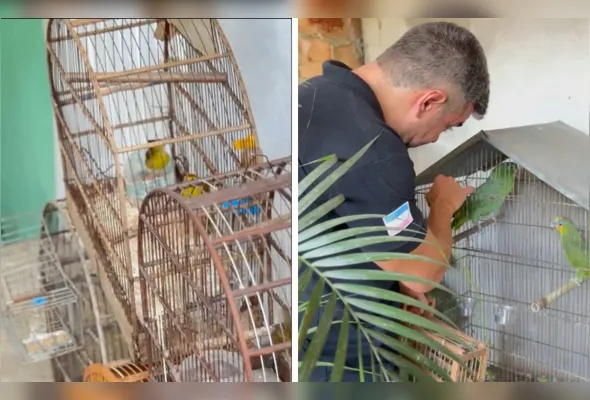 Animais foram resgatados durante operação