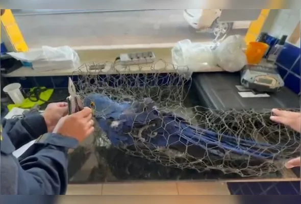 Policiais encontraram a arara-azul após receberem uma denúncia sobre o transporte irregular do animal