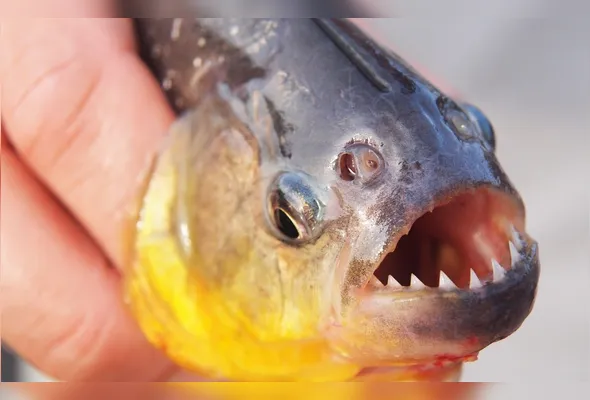 Especialistas explicaram que as altas temperaturas favorecem aparecimento de piranhas