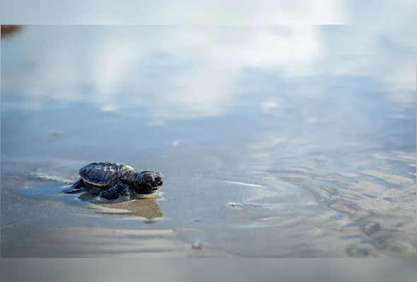 Enseadinha é um berçário natural de tartaruga-de-pente