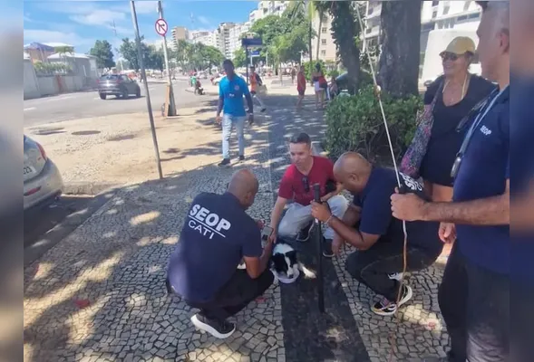 Animal foi resgatado sem ferimentos