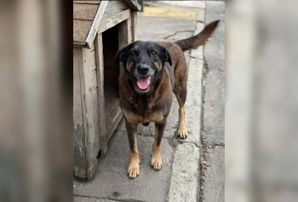 Polícia Civil investiga a morte do Cão Orelha