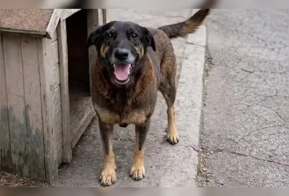 Orelha foi agredido e não resistiu