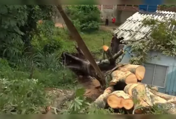 Registro da queda de uma árvore centenária em cima uma residência na Avenida Dom Helder Câmara, em Paulista: cinco pessoas dormiam no local quando a árvore caiu. O tronco precisou ser cortado em várias partes