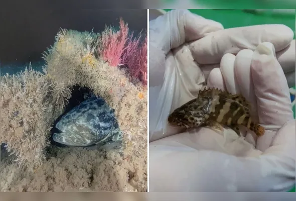 Peixe mero foi oficialmente eleito patrimônio natural e peixe-símbolo do município de Conceição da Barra