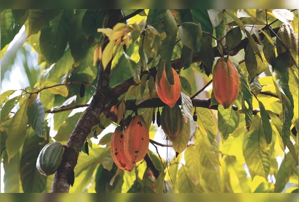 Plantação de cacau: manifestação de produtores foi agendada para ocorrer no próximo sábado, em Linhares