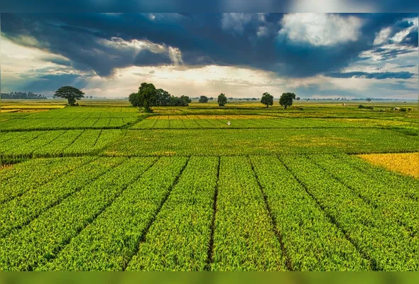 Imagem ilustrativa da imagem Do campo ao porto: a nova fronteira do comércio exterior é jurídica