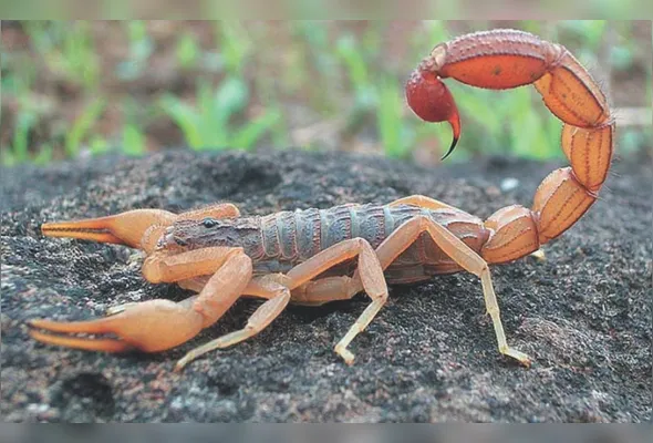 Escorpiões são mais resistentes que as baratas aos inseticidas. Animais têm apresentado uma grande presença em áreas urbanas