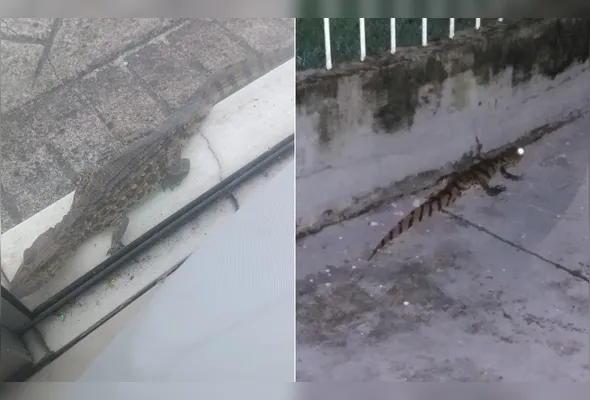 Jacarés foram encontrados em Vitória e na Serra