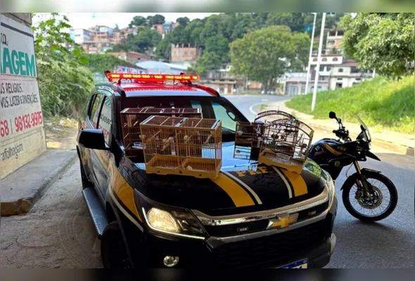 Apreensão de aves feita pela Polícia Rodoviária Federal